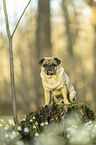 sitting pug