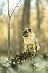 sitting pug