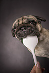 male pug