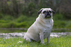 pug