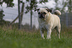 pug
