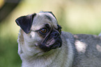 pug