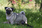 female Pug with puppies