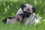 female Pug with puppies