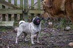 pug