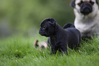 female Pug with puppies