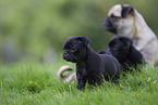 female Pug with puppies