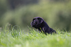 Pug puppy