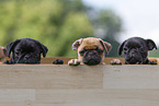 Pug puppies