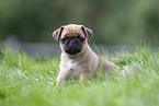 Pug puppy