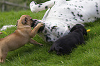 Dalmatian with pug puppy