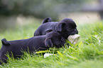 Pug puppies