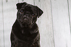 black pug in the studio