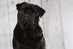 black pug in the studio