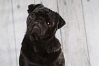 black pug in the studio