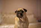 Pug on bed