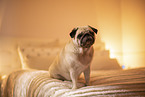 Pug on bed