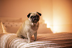 Pug on bed