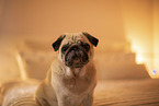 Pug on bed