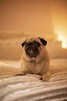 Pug on bed