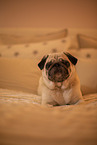 Pug on bed