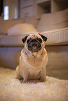 Pug in the apartment