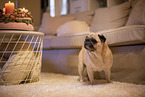 Pug in the apartment