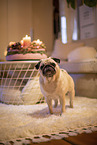 Pug in the apartment