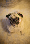 Pug in the apartment