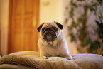 Pug in the apartment
