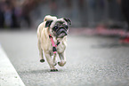 pug race