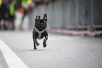 pug race