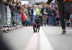 pug race
