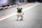 pug race