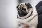 pug race