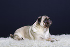 pug in the studio