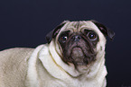 pug in the studio