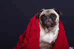 pug in the studio