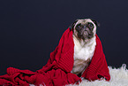 pug in the studio