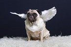 pug in the studio