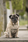 male pug