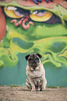 male pug