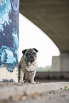 male pug