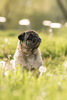 male pug
