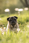 male pug