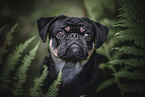 adult pug