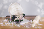 female pug