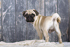 pug in studio