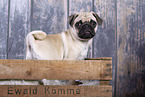 pug in studio