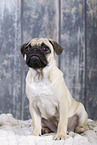 pug in studio